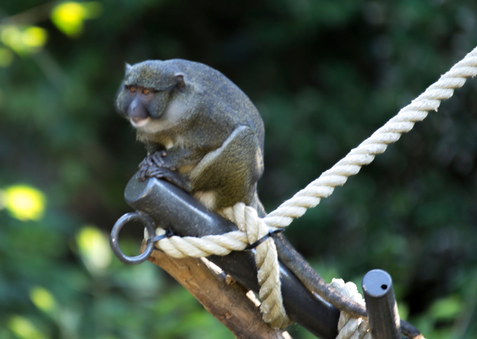 San Diego Zoo Part I 120